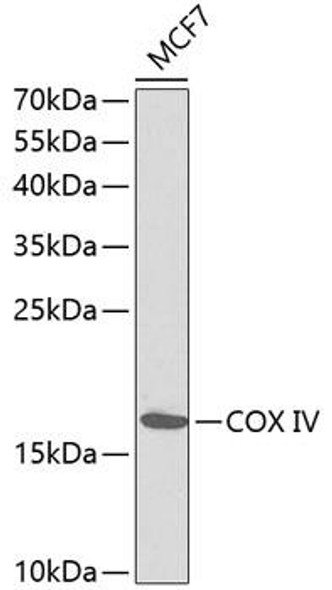 Anti-COX IV Antibody (CAB1263)