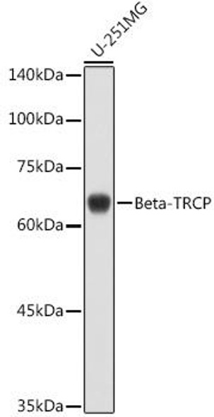 Anti-Beta-TRCP Antibody (CAB1656)