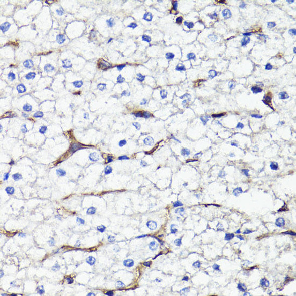 Anti-CD44 Antibody (CAB16807)