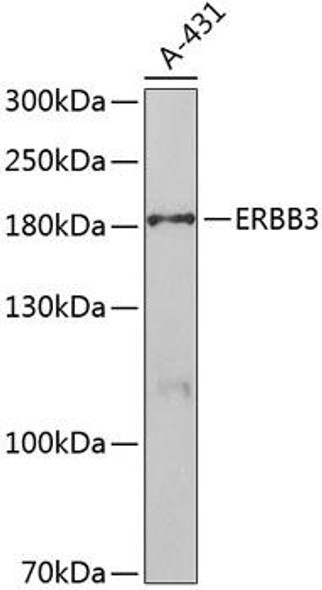 Anti-ERBB3 Antibody (CAB5545)
