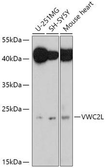 Anti-VWC2L Antibody (CAB17853)