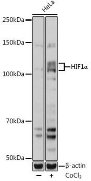 Anti-HIF1Alpha Antibody (CAB17906)