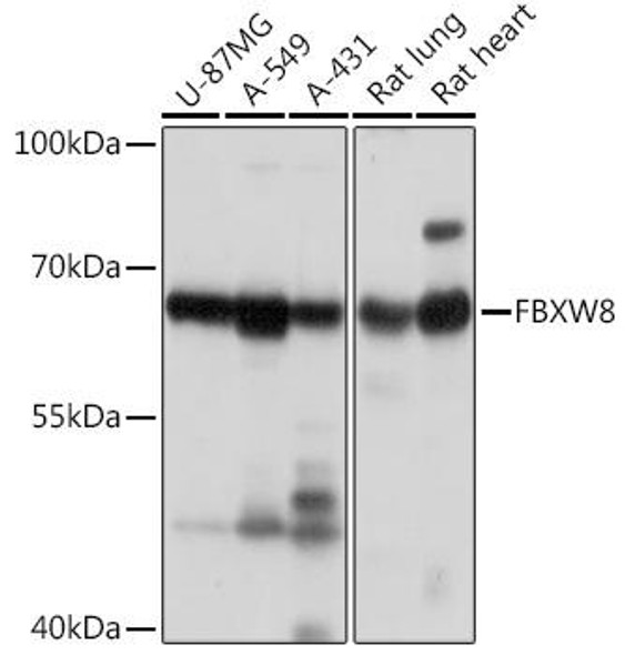 Anti-FBXW8 Antibody (CAB18122)