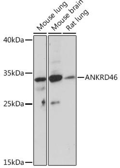 Anti-ANKRD46 Antibody (CAB18552)