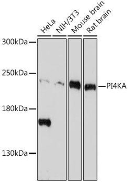 Anti-PI4KA Antibody (CAB19329)