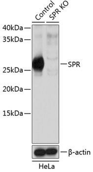 Anti-SPR Antibody (CAB19859)[KO Validated]