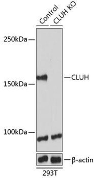 Anti-CLUH Antibody (CAB19979)[KO Validated]