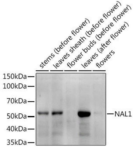 Anti-NAL1 Antibody (CAB19528)