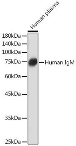 Anti-Human IgM Antibody (CAB19719)