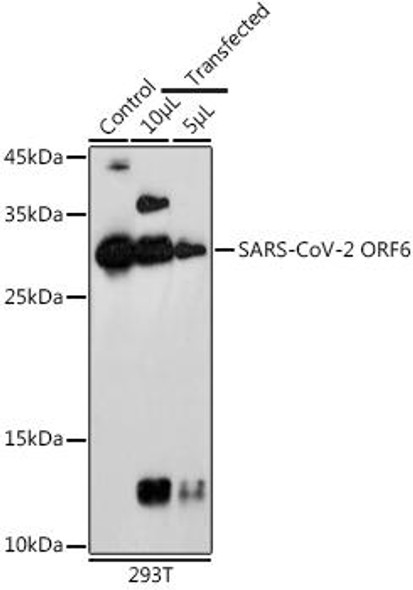 Anti-SARS-CoV-2 ORF6 Antibody (CAB20324)