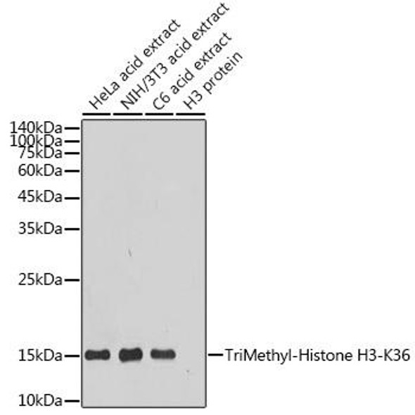 Anti-TriMethyl-Histone H3-K36 Antibody (CAB20379)