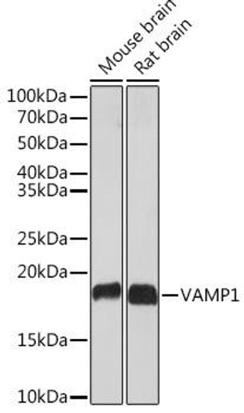 Anti-VAMP1 Antibody (CAB3533)
