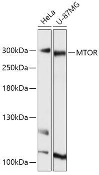 Anti-mTOR Antibody (CAB11354)