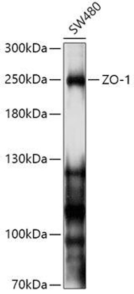Anti-ZO-1 Antibody (CAB11417)