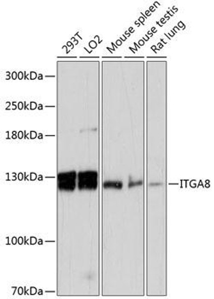 Anti-ITGA8 Antibody (CAB13056)