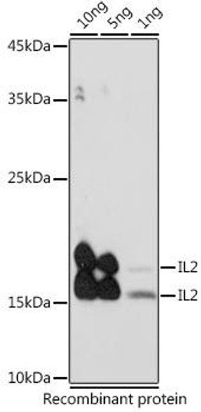 Anti-IL-2 Antibody (CAB16317)