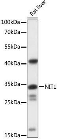 Anti-NIT1 Antibody (CAB16407)