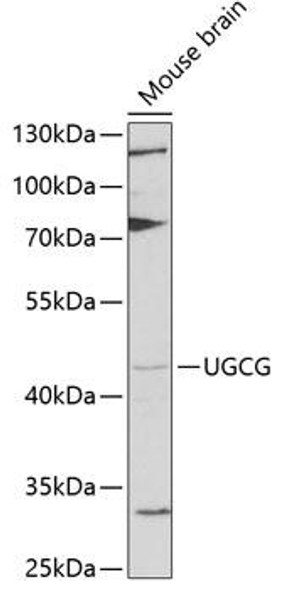 Anti-UGCG Antibody (CAB6317)