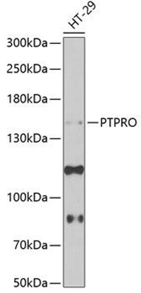 Anti-PTPRO Antibody (CAB6958)