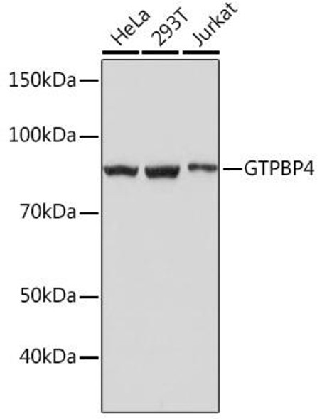 Anti-GTPBP4 Antibody (CAB4743)