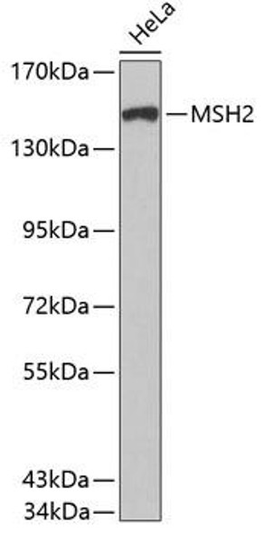 Anti-MSH2 Antibody (CAB0064)