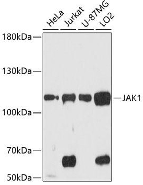 Anti-JAK1 Antibody (CAB0715)