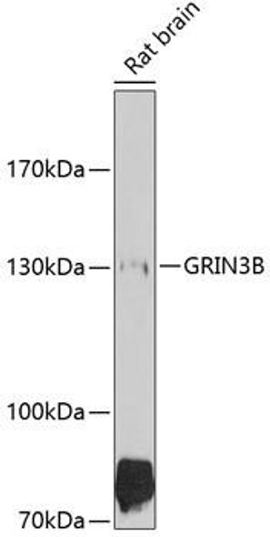 Anti-GRIN3B Antibody (CAB10081)