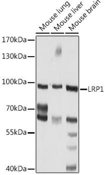 Anti-LRP1 Antibody (CAB13509)
