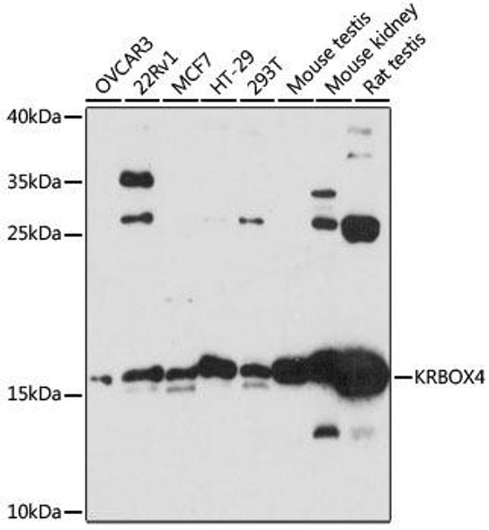 Anti-KRBOX4 Antibody (CAB14514)