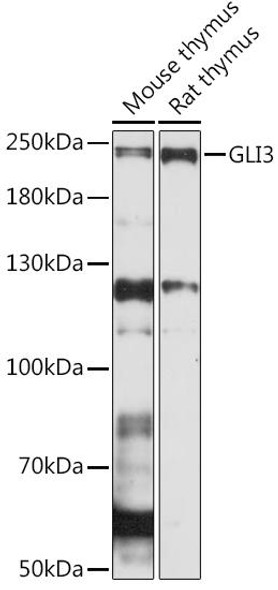 Anti-GLI3 Antibody (CAB15613)