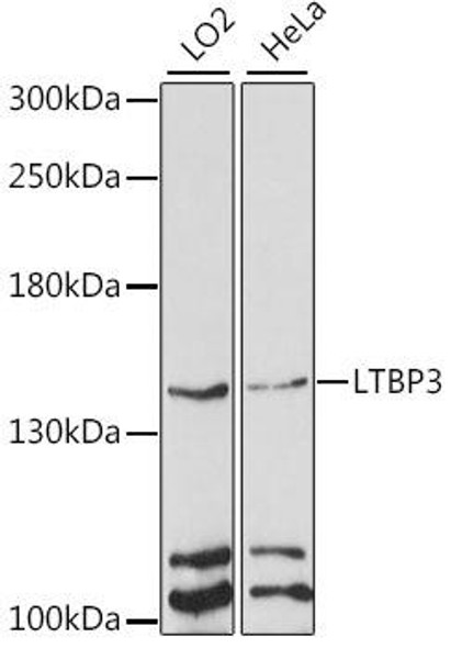 Anti-LTBP3 Antibody (CAB15687)