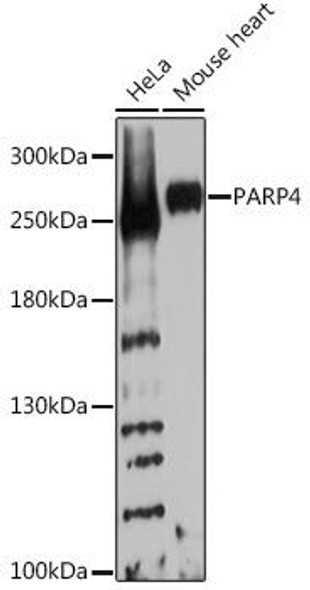 Anti-PARP4 Antibody (CAB16749)