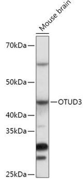 Anti-OTUD3 Antibody (CAB17335)