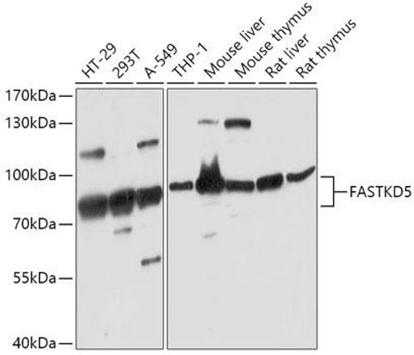 Anti-FASTKD5 Antibody (CAB17747)