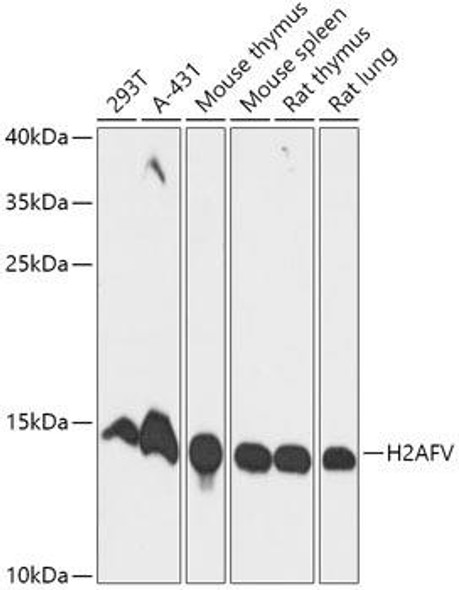 Anti-H2AFV Antibody (CAB17813)