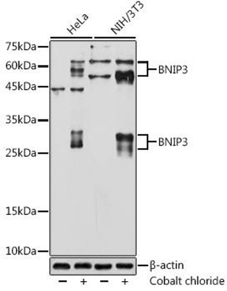 Anti-BNIP3 Antibody (CAB19593)