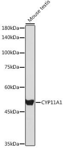 Anti-CYP11A1 Antibody (CAB16363)