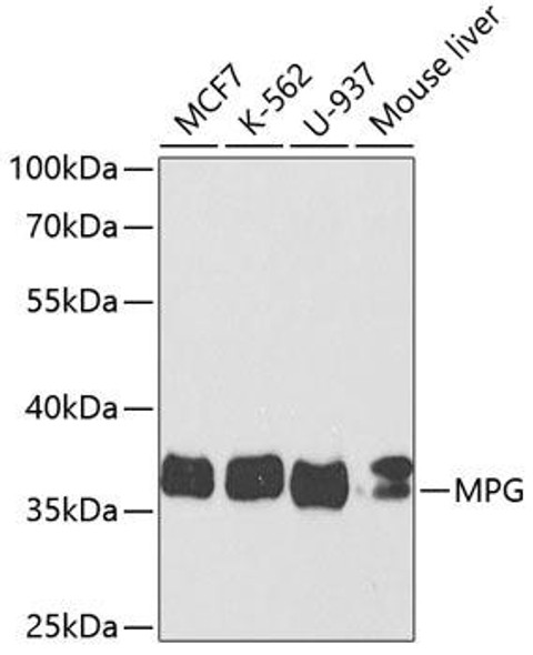 Anti-MPG Antibody (CAB5410)