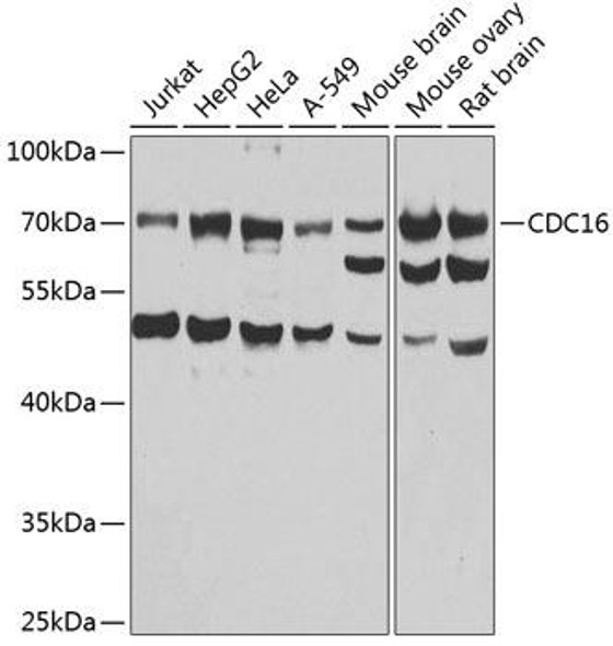 Anti-CDC16 Antibody (CAB7197)