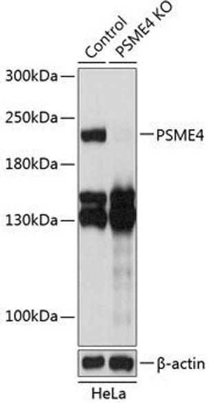 Anti-PSME4 Antibody (CAB19873)[KO Validated]