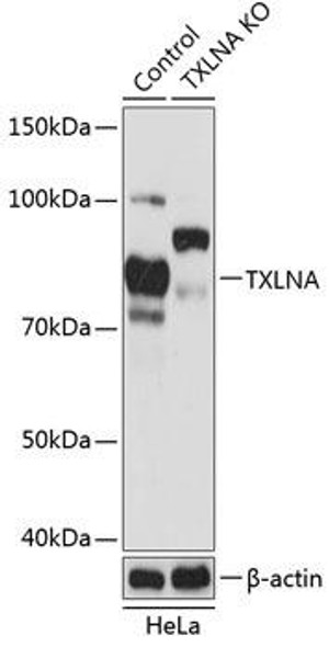 Anti-TXLNA Antibody (CAB19889)[KO Validated]