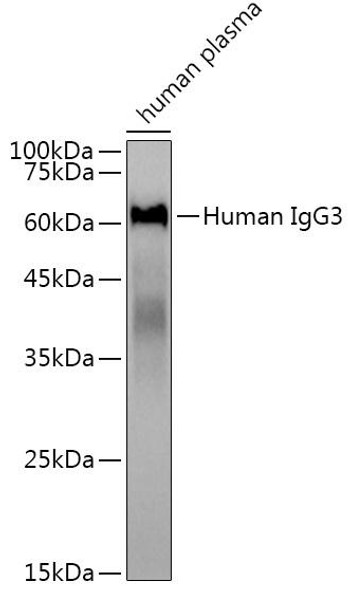 Anti-Human IgG3 Antibody (CAB19713)