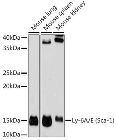 Anti-Ly-6A/E (Sca-1) Antibody (CAB19833)