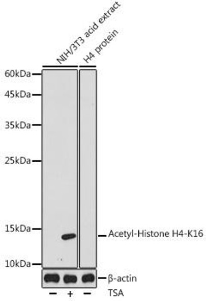 Anti-Acetyl-Histone H4-K16 Antibody (CAB20186)