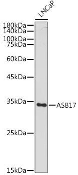 Anti-ASB17 Antibody (CAB20238)
