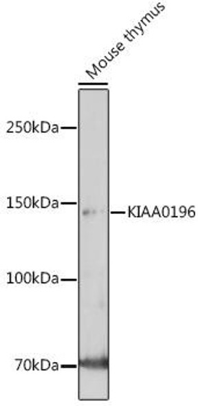 Anti-KIAA0196 Antibody (CAB20264)