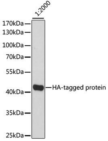 Anti-HRP-conjugated anti HA-Tag Antibody (CABE025)