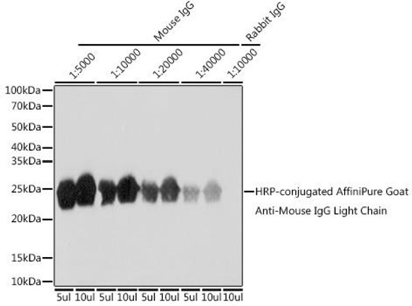 Anti-HRP-conjugated AffiniPure Goat Anti-Mouse IgG Light Chain Antibody (CABS062)