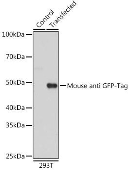 Anti-Mouse anti GFP-Tag Monoclonal Antibody (CABE072)