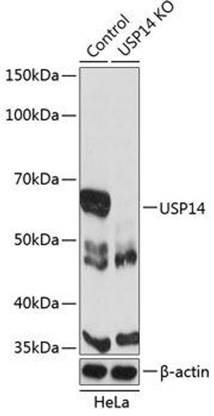 Anti-USP14 Antibody (CAB19998)[KO Validated]